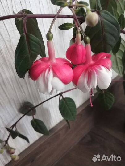 Сингониум, хлорофитум грин оранж