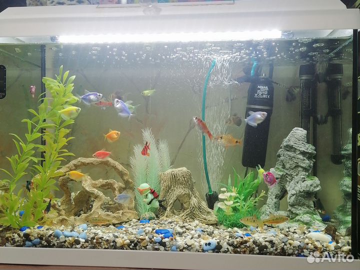 Аквариум с рыбками