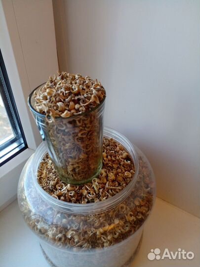 Семена Календулы лекарственной