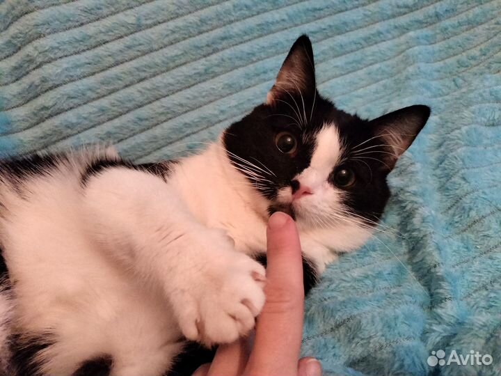 Очень ласковый черно белый мальчик из приюта