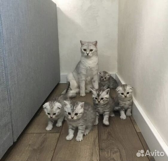 Вязка кот шотландец вислоухий