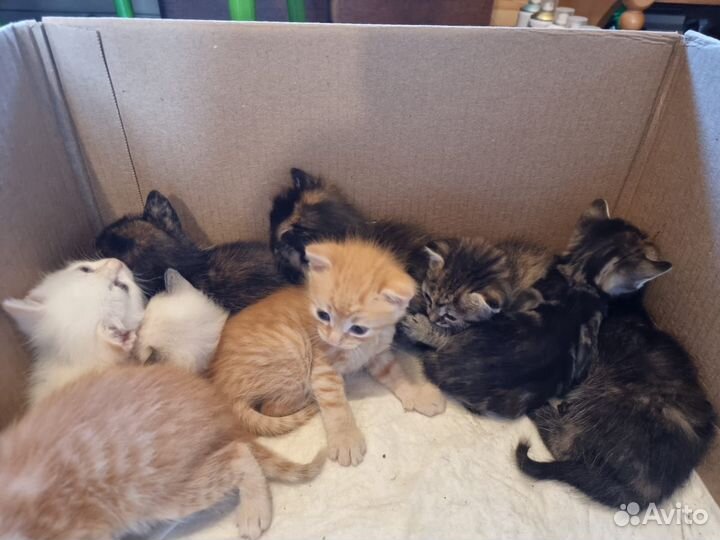 Котята в добрые руки