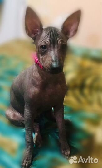 Ксолоитцкуинтли Шарлотта