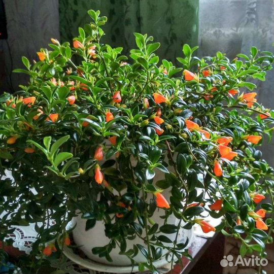 Нематантус золотая рыбка. Лантана камаро