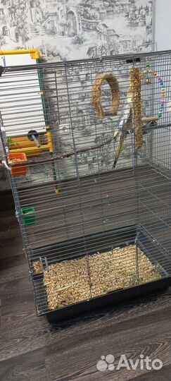 Попугай корелла с клеткой