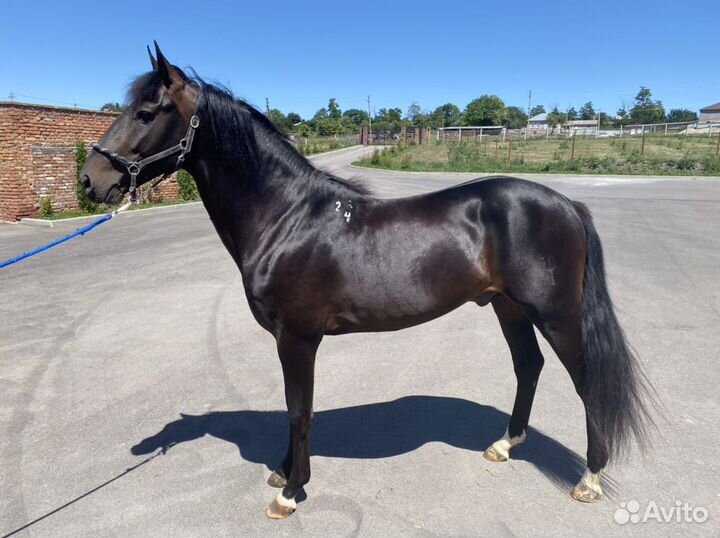 Постой лошадей