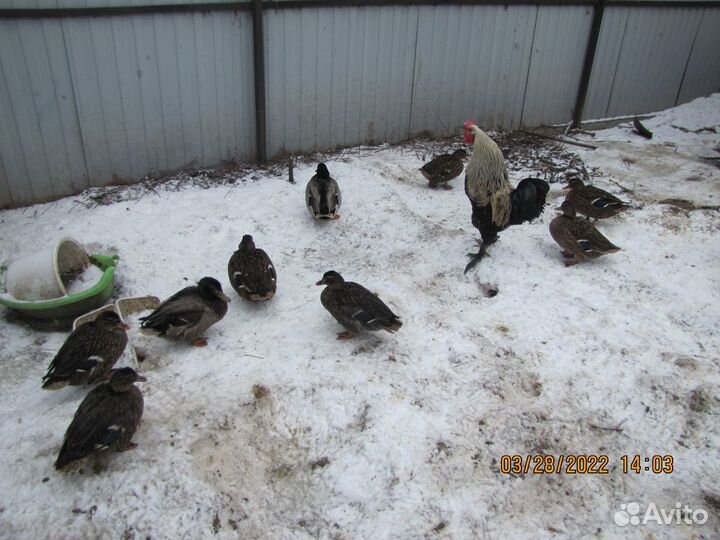 Подсадные утки для разведения