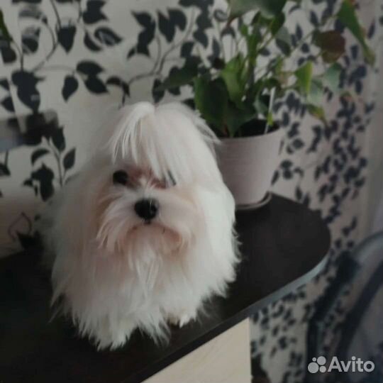 Щенки мальтийской болонки mini