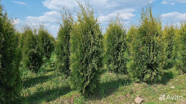 Туя Колумна 120-140см оптом