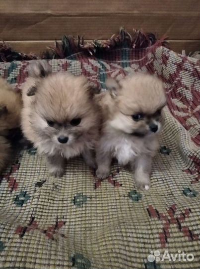 Шпицы померанцы. Разные. Доставка из Челябинска
