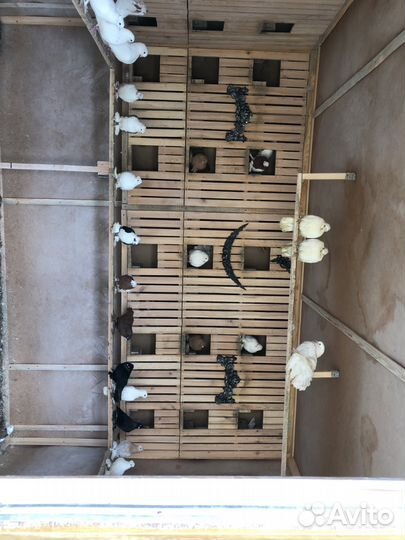 Продам голубей