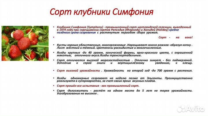 Клубника Соловушка Симфония