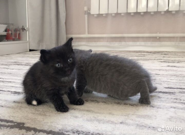 Котята в добрые руки даром