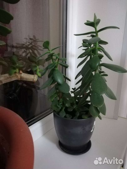 Комнатные цветы денежное дерево