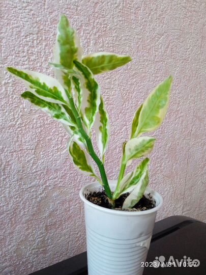 Комнатные цветы Педилантус