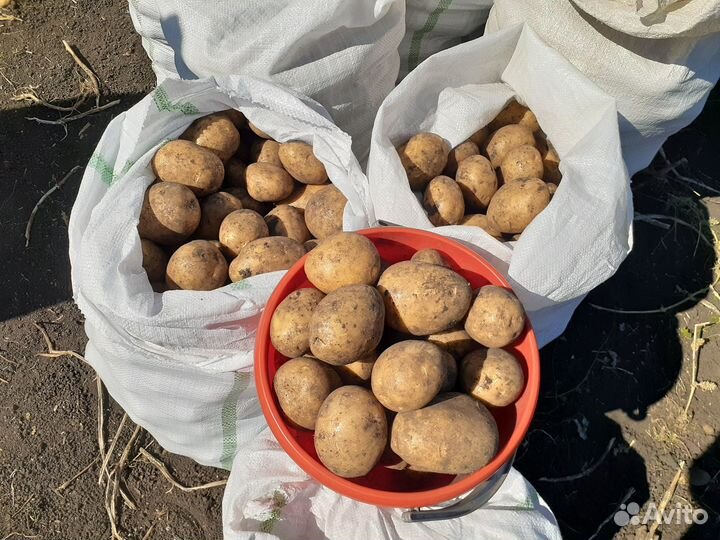 Продаю картофель