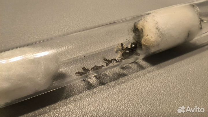 Муравьи lasius niger