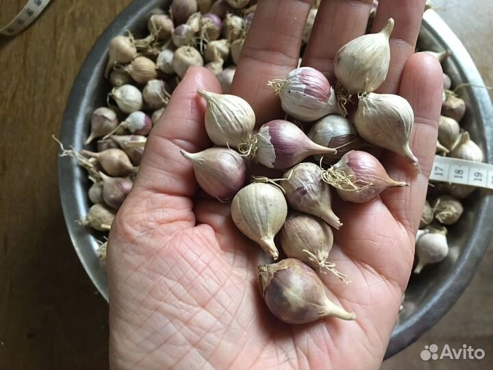 Чеснок и Однозубка Любаша и Богатырь Подмосковье