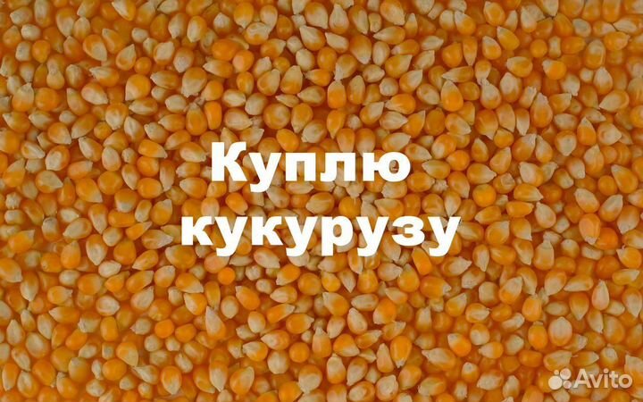Продаём кукурузу