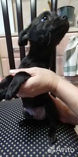 Той-терьер щенок