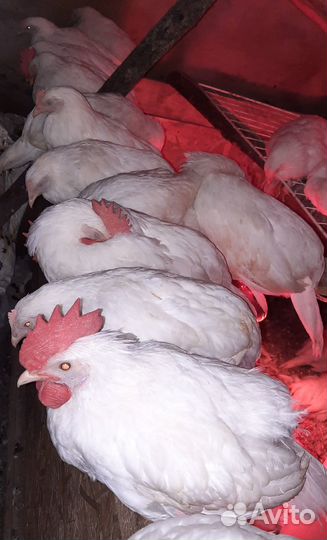 Продам цыплят Ломан Уайт