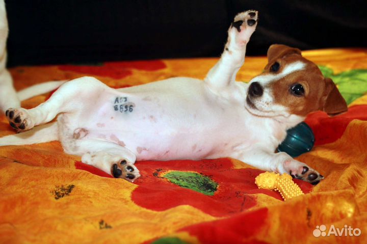 Коротколапая крошка от Чемпиона