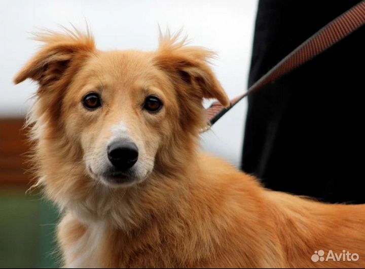 Собаки бесплатно в добрые руки