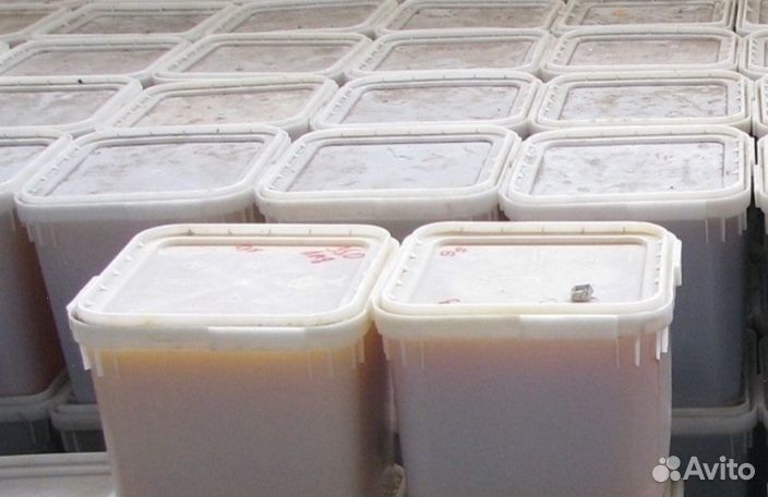 Мёд натуральный с Алтая опт. минимально 16 кг