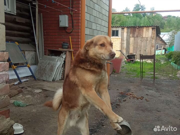 Отдам бесплатно