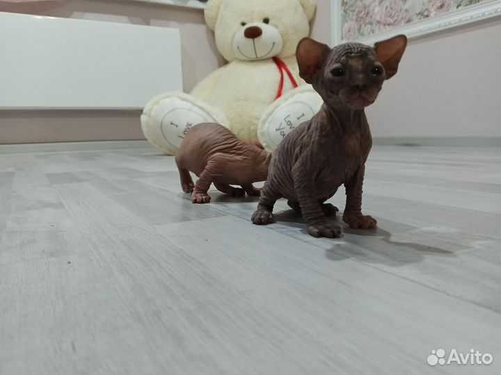 Канадский сфинкс