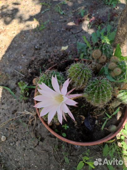 Кактус эхинопсис алоэ