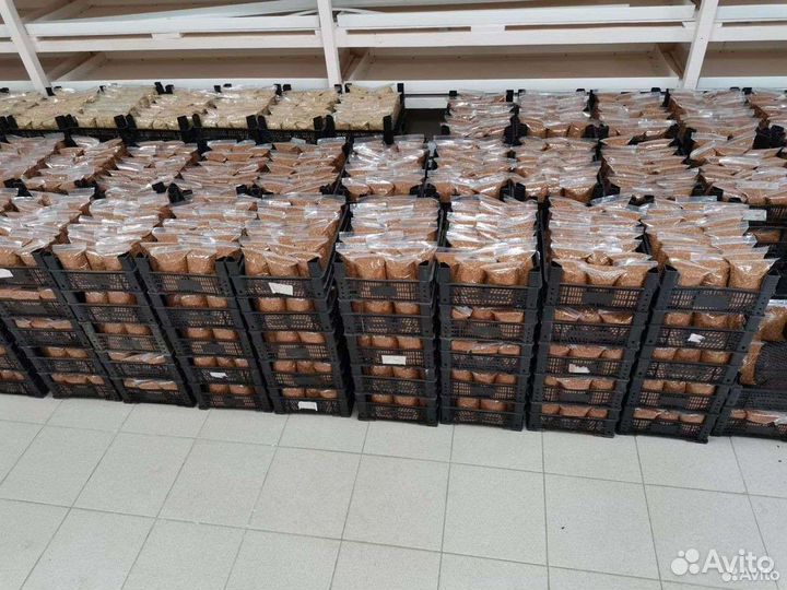 Продам кукурузу 12,зерно,пшеница, ячмень, овёс