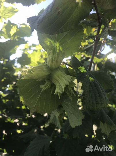 Саженцы фундука