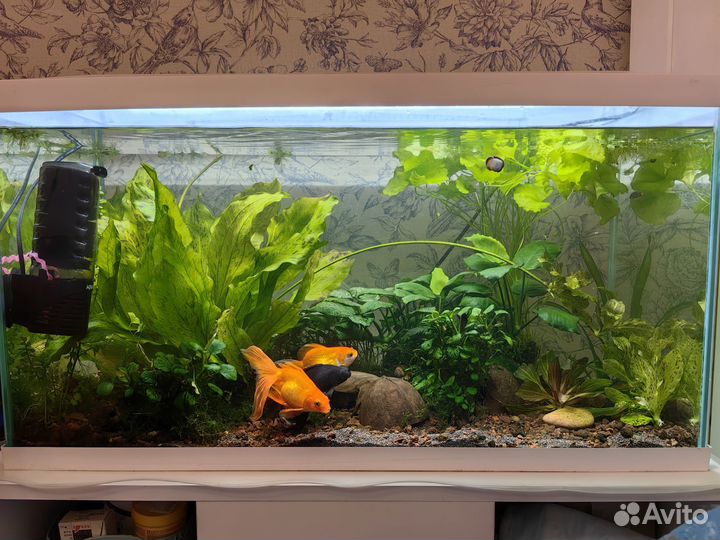 Аквариумные растения