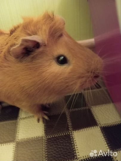 Морская свинка рыжая