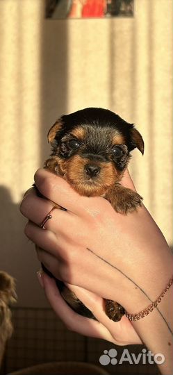 Йоркширский терьер