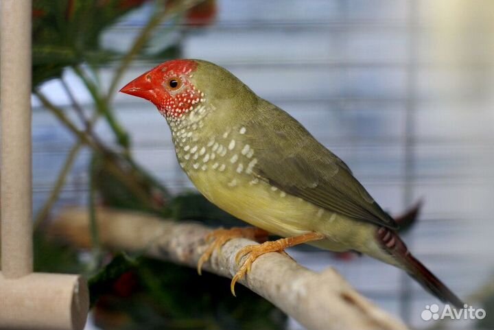 Лесные и домашние птицы