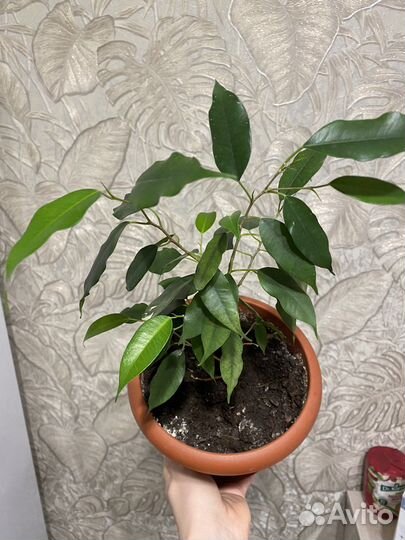 Фикус бенджамина /Наташа