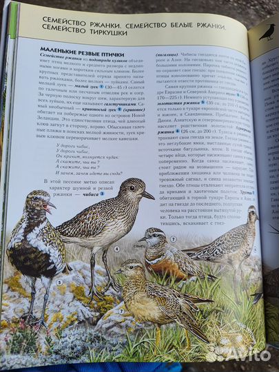 Птицы полная энциклопедия