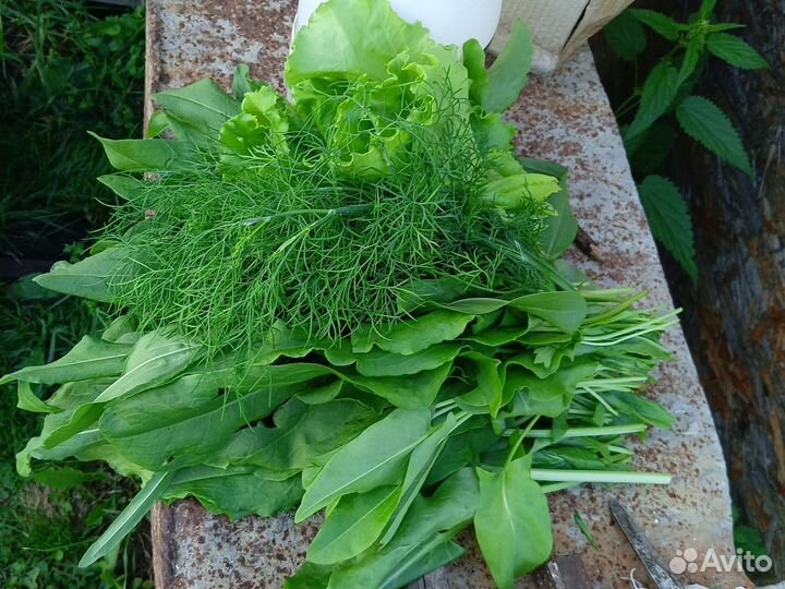 Зелень, укроп, щавель, петрушка, салат