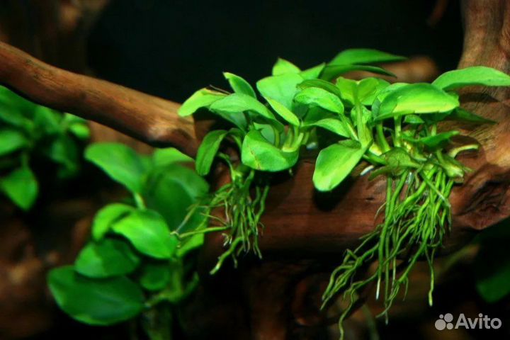 Аквариумные растения анубис, карликовый