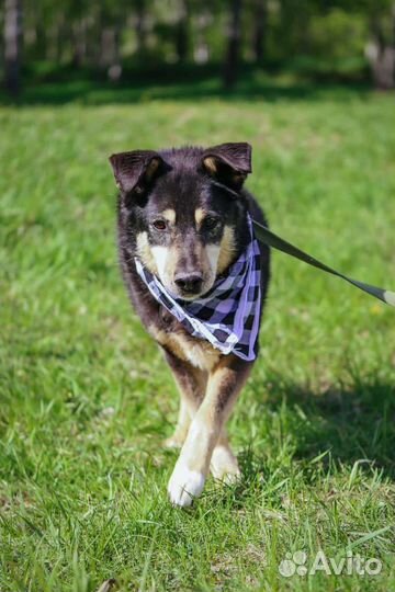 Собаку бросили в приюте