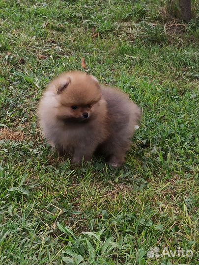 Померанский шпиц медвежьего типа
