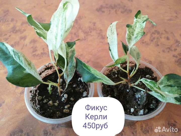 Фикус Керли