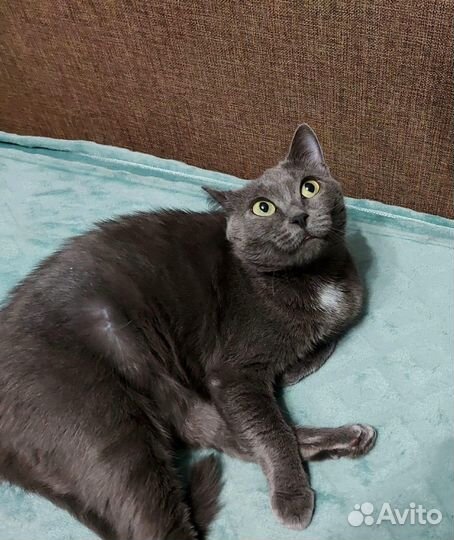 Отдам бесплатно