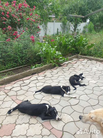 Щенки бесплатно в добрые руки