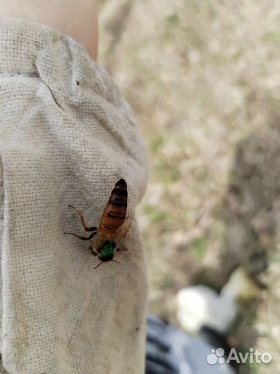 Матки пчелиные