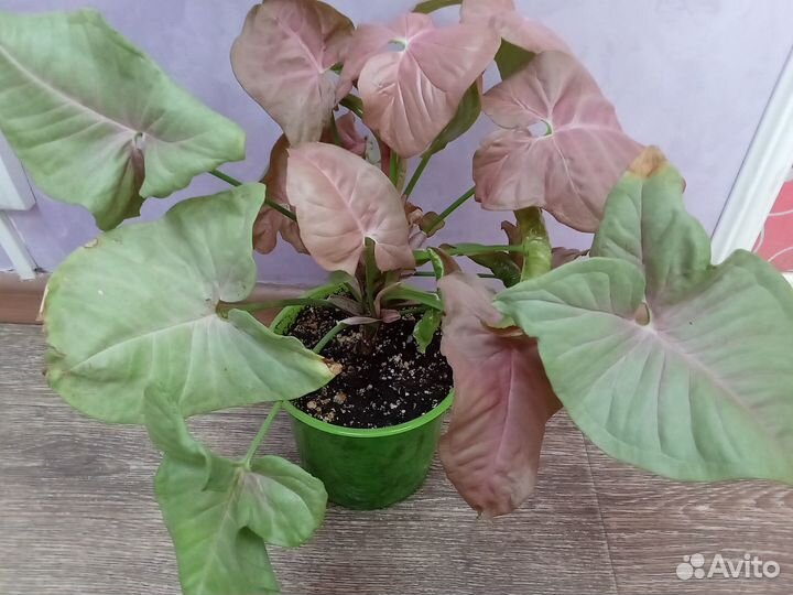 Сингониум неон