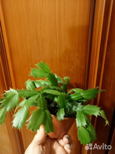 Цветы комнатные