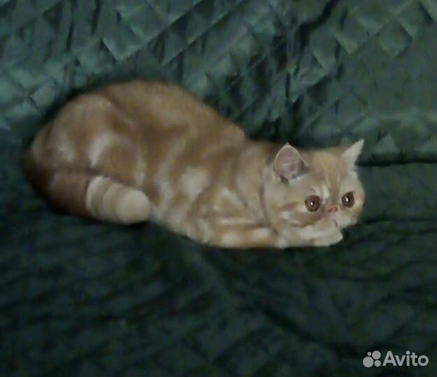 Очаровательные котята